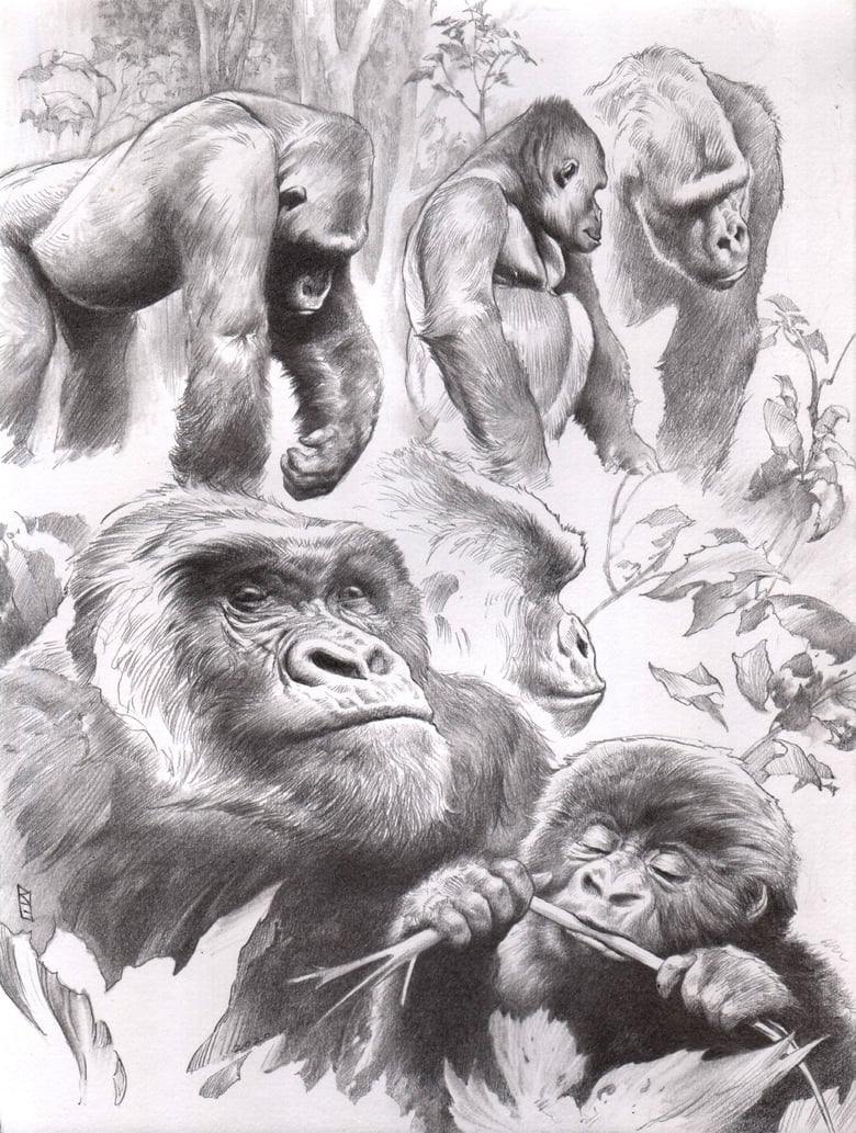 Image of " Gorillas in the Mist " (ORIGINAL)