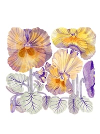 March 2021: pansy