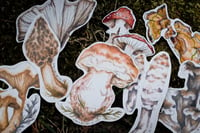 Image 1 of mushroom sticker pack