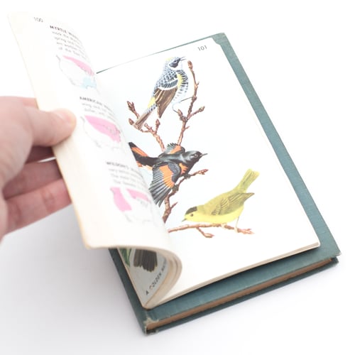 Image of Birds Golden Guide