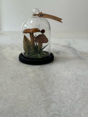 Image of Rust gill paper mushroom