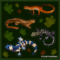 Salamander Sticker Sheet 