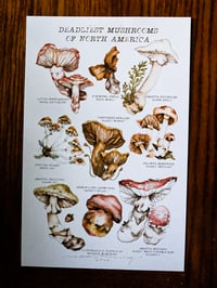 deadly mushrooms of north america