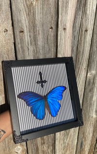 Unholy blue morpho