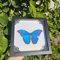 Image 2 of Blue morpho (white pearl)