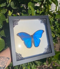 Image 3 of Blue morpho (white pearl)