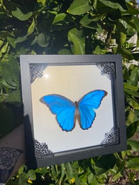Image 1 of Blue morpho (white pearl)