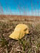 Image of Hat | Great Plains Mustard