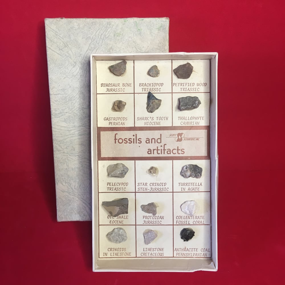 Fossils & Artifacts box 