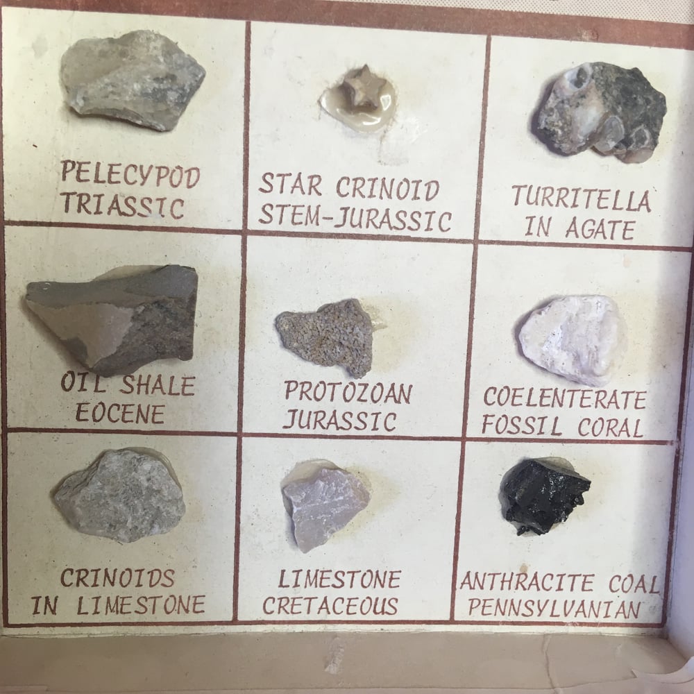 Fossils & Artifacts box 