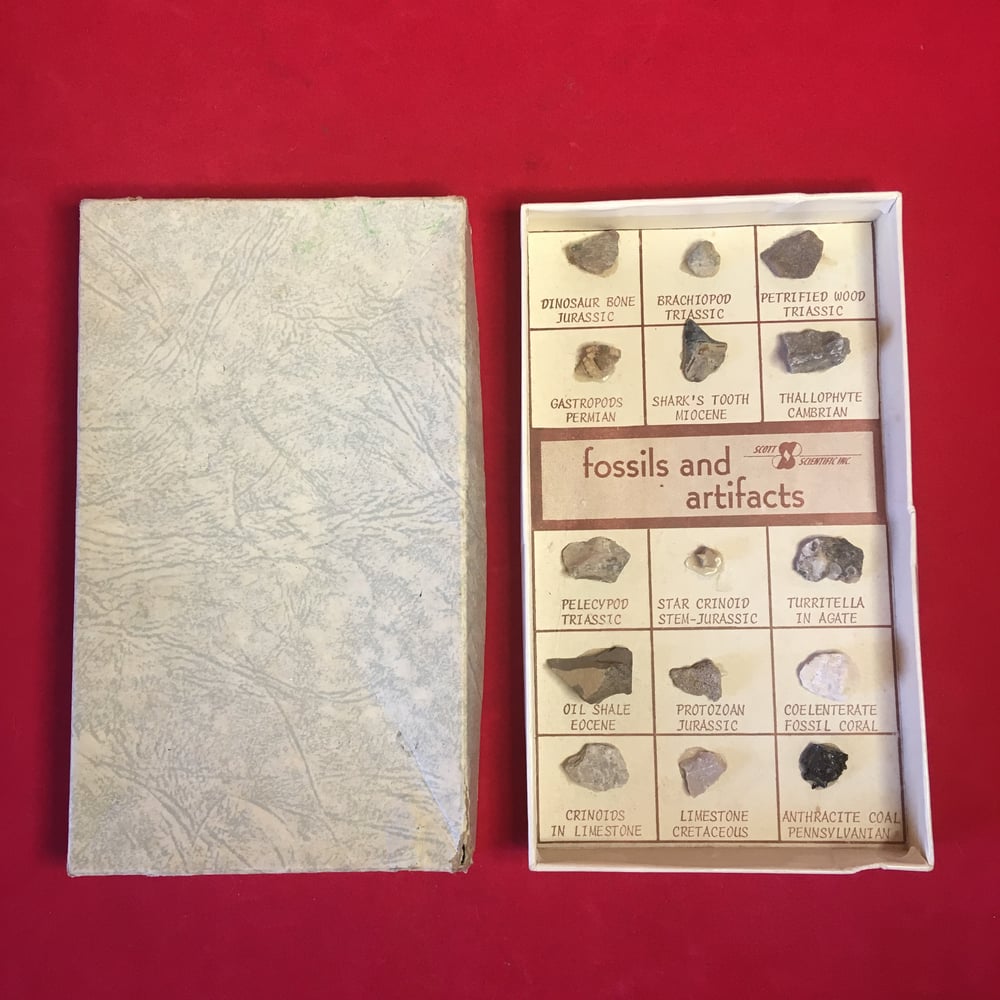 Fossils & Artifacts box 