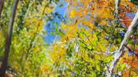 Image 2 of - Rouge Valley Wander -