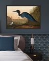 Blue Crane | John James Audubon | Retro Tropical Print | Animal Kingdom Poster | Vintage Print