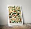 Fruits | Adolphe Millot | Retro Botanical Print | Vintage Poster | Wall art Print