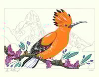 Image 1 of Hoopoe and Helena