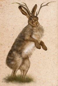 Jackalope II