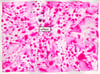 BATHED IN PINK - tavola originale