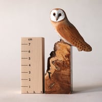 Image 1 of Barn owl
