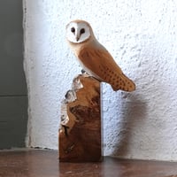 Image 5 of Barn owl