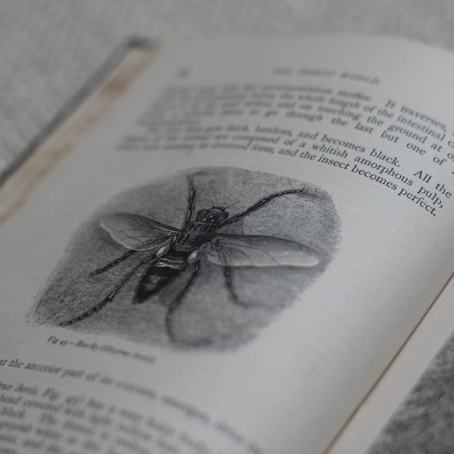 Ned Milligan - Afternoon Hours