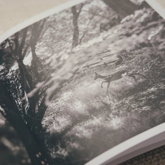 Antonymes - The Licence To Interpret / Re-Interpret Dreams