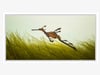 GENTLE GALLOP  -  Canvas print (Ready to hang) with float frame options