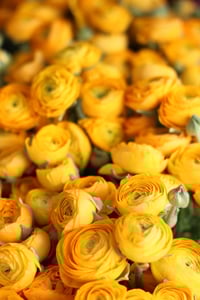 Image 3 of Floral Fundamentals Workshop :: Ranunculus, Poppies & Heirloom Narcissus Oh My!