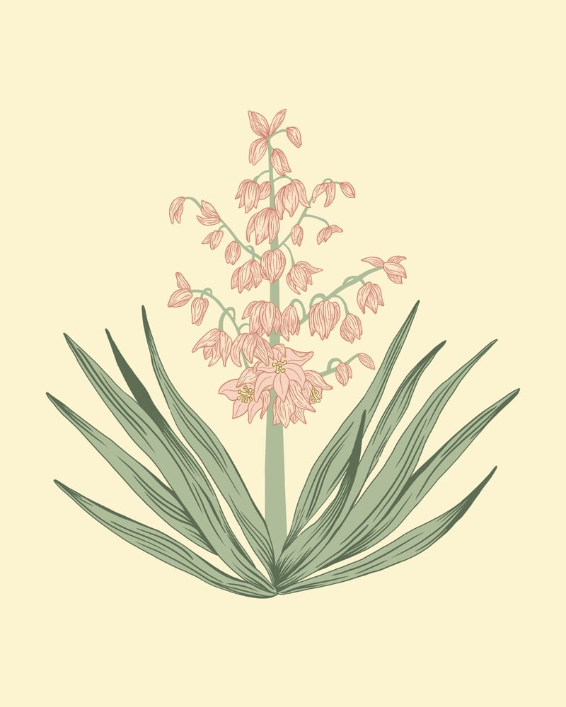 yucca flower drawing