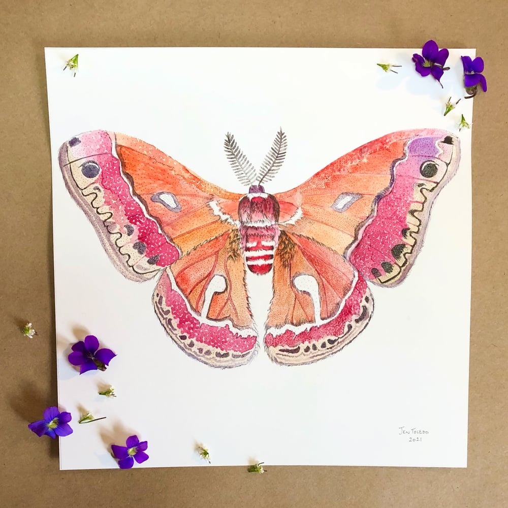 Image of Cecropia Moth