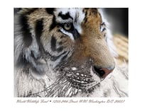 Image 1 of Bengal Tiger - P0003