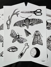 Moths