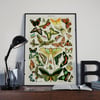 Papillons | Adolphe Millot | Retro Botanical Print | Vintage Poster | Wall art Print