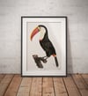 Toucan | Retro Tropical Print | Animal Kingdom Poster | Vintage Print