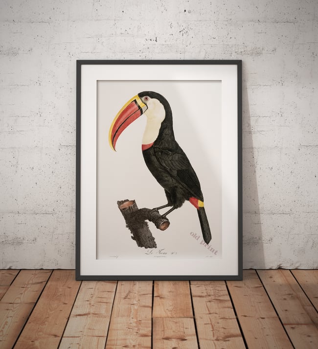 Toucan | Retro Tropical Print | Animal Kingdom Poster | Vintage Print