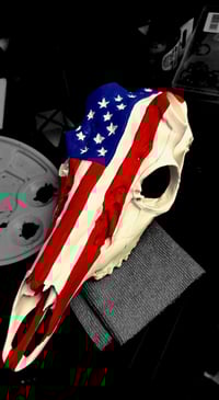 Image 9 of Deer Skull Antler Mount 8 inches