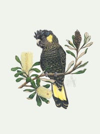 Yellow Tailed Black Cockatoo - A3 Print