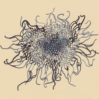 Image 2 of Dried Allotment Sunflower