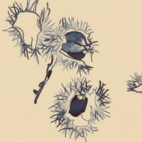 Image 2 of Chestnuts
