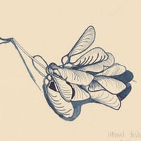 Image 2 of Maple Keys