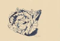 Image 1 of Crinkly Cabbage