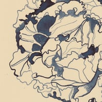 Image 2 of Crinkly Cabbage