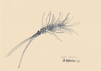 Image 1 of Ear of Wheat