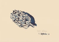 Image 1 of Magnolia Seed Head