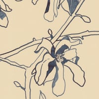 Image 2 of Magnolia Stellata