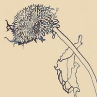 Image 2 of Dried Sunflower