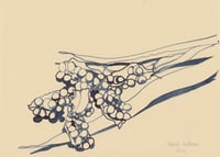 Image 1 of Iris Seed Head