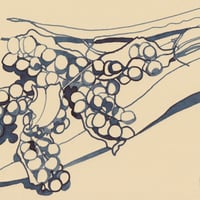 Image 2 of Iris Seed Head