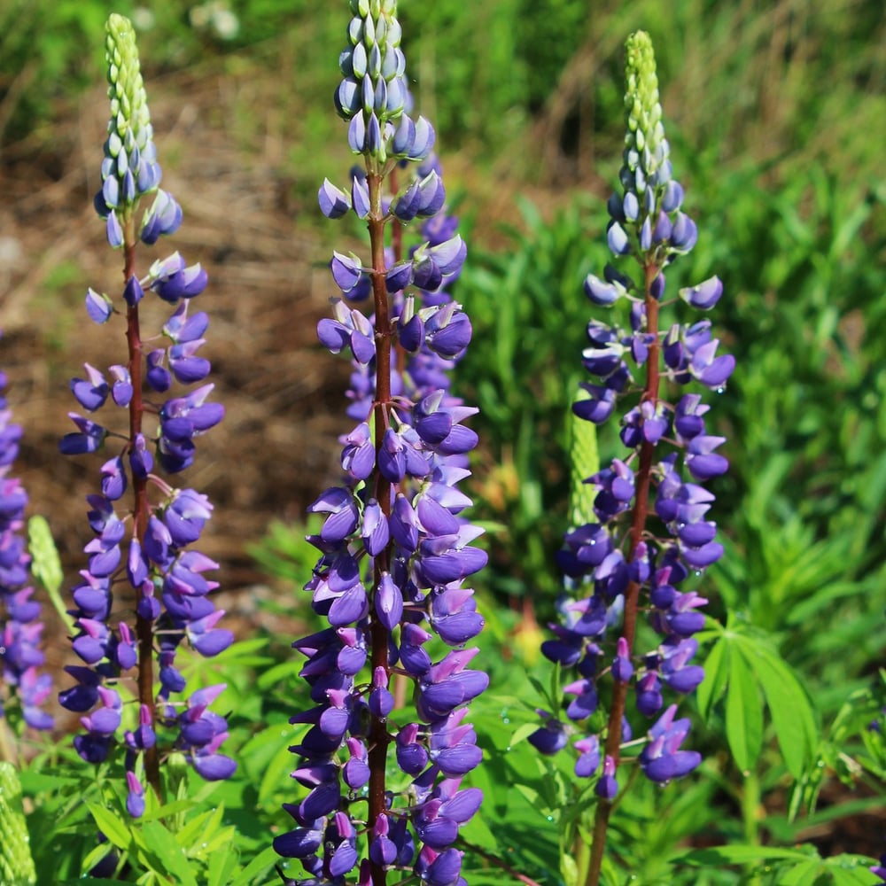 PLANT - LUPINE: MIXED COLORS