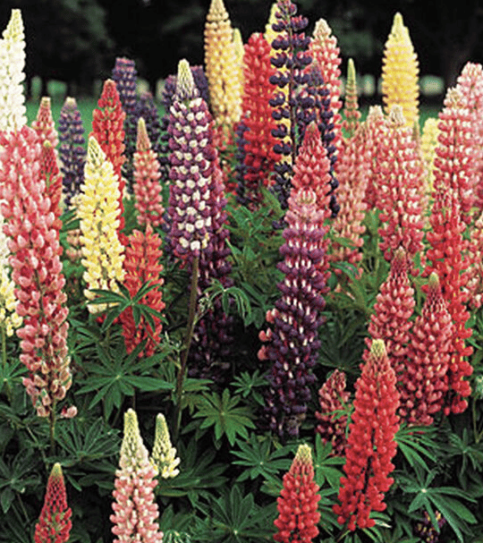 PLANT - LUPINE: MIXED COLORS