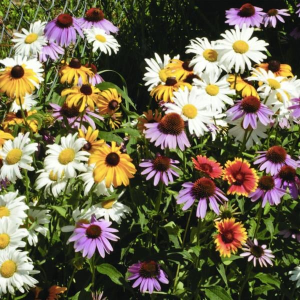 SEEDS - WILDFLOWERS: PERENNIAL MIXED